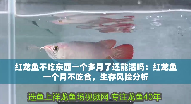紅龍魚不吃東西一個多月了還能活嗎：紅龍魚一個月不吃食，生存風險分析