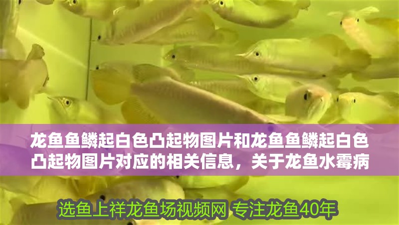 龍魚魚鱗起白色凸起物圖片和龍魚魚鱗起白色凸起物圖片對應的相關信息，關于龍魚水霉病的一些問題