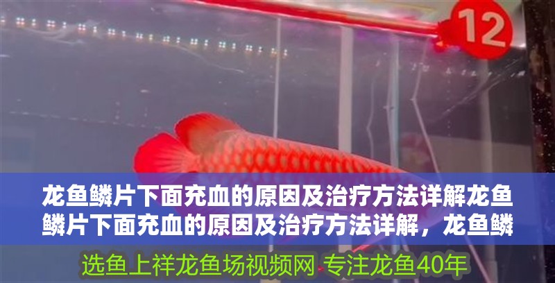 龍魚鱗片下面充血的原因及治療方法詳解龍魚鱗片下面充血的原因及治療方法詳解,龍魚鱗片下面充血怎么辦 觀賞魚百科 第2張 龍魚鱗片下面充血的原因及治療方法詳解龍魚鱗片下面充血的原因及治療方法詳解,龍魚鱗片下面充血怎么辦 龍魚鱗片下面充血的原因及治療方法詳解龍魚鱗片下面充血的原因及治療方法詳解,龍魚鱗片下面充血怎么辦 觀賞魚百科 第2張