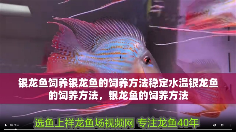 銀龍魚飼養(yǎng)銀龍魚的飼養(yǎng)方法穩(wěn)定水溫銀龍魚的飼養(yǎng)方法，銀龍魚的飼養(yǎng)方法