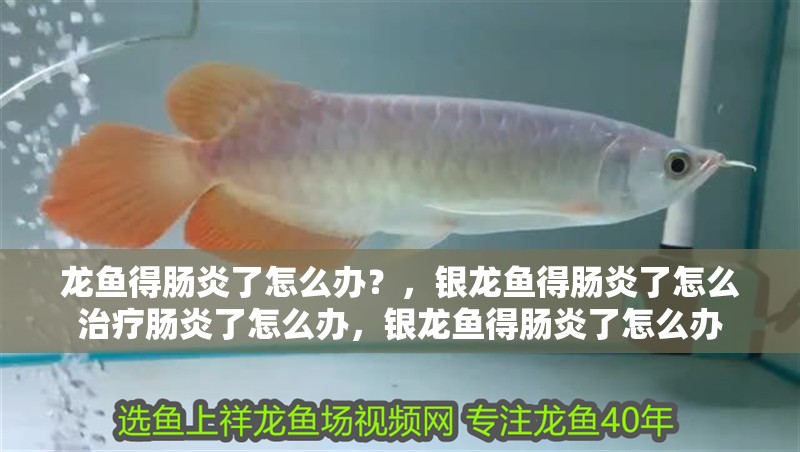 龍魚得腸炎了怎么辦？，銀龍魚得腸炎了怎么治療腸炎了怎么辦，銀龍魚得腸炎了怎么辦 龍魚得腸炎了怎么辦？，銀龍魚得腸炎了怎么治療腸炎了怎么辦，銀龍魚得腸炎了怎么辦 觀賞魚百科 第1張