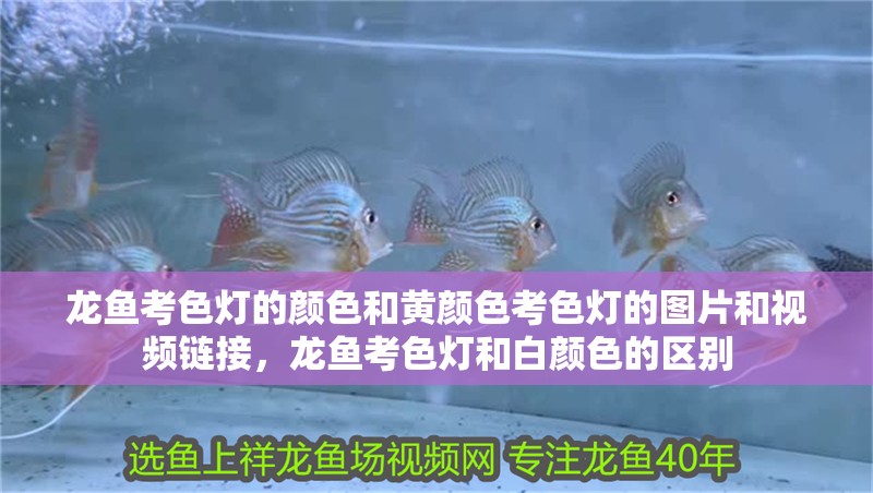 龍魚考色燈的顏色和黃顏色考色燈的圖片和視頻鏈接，龍魚考色燈和白顏色的區別