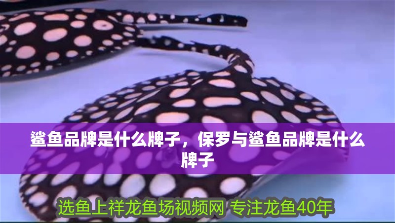 鯊魚(yú)品牌是什么牌子，保羅與鯊魚(yú)品牌是什么牌子
