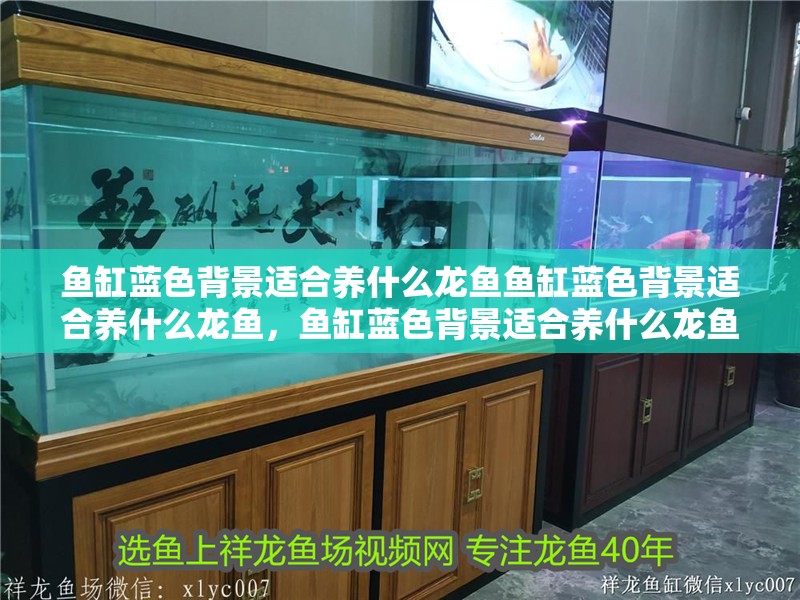 魚缸藍色背景適合養什么龍魚魚缸藍色背景適合養什么龍魚，魚缸藍色背景適合養什么龍魚