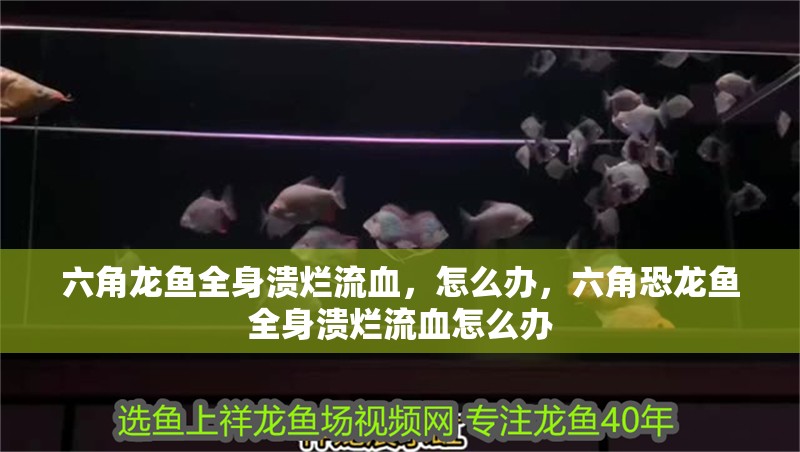 六角龍魚全身潰爛流血，怎么辦，六角恐龍魚全身潰爛流血怎么辦