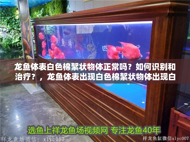 龍魚體表白色棉絮狀物體正常嗎?如何識別和治療?,龍魚體表出現(xiàn)白色棉絮狀物體出現(xiàn)白色棉絮狀物體正常嗎 觀賞魚百科 第2張 龍魚體表白色棉絮狀物體正常嗎?如何識別和治療?,龍魚體表出現(xiàn)白色棉絮狀物體出現(xiàn)白色棉絮狀物體正常嗎 龍魚體表白色棉絮狀物體正常嗎?如何識別和治療?,龍魚體表出現(xiàn)白色棉絮狀物體出現(xiàn)白色棉絮狀物體正常嗎 觀賞魚百科 第2張