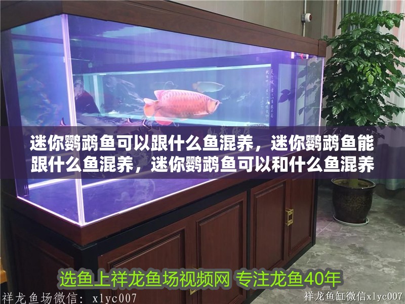 迷你鸚鵡魚可以跟什么魚混養，迷你鸚鵡魚能跟什么魚混養，迷你鸚鵡魚可以和什么魚混養