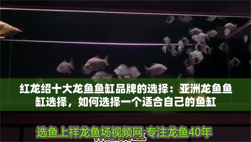 紅龍紹十大龍魚魚缸品牌的選擇：亞洲龍魚魚缸選擇，如何選擇一個適合自己的魚缸