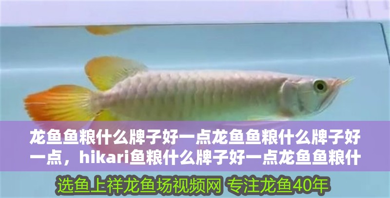 龍魚魚糧什么牌子好一點龍魚魚糧什么牌子好一點，hikari魚糧什么牌子好一點龍魚魚糧什么牌子好一點