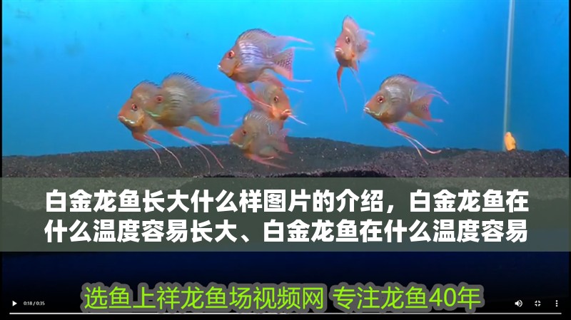 白金龍魚長大什么樣圖片的介紹，白金龍魚在什么溫度容易長大、白金龍魚在什么溫度容易長大