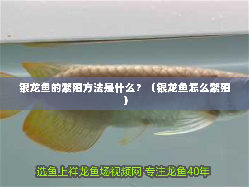 銀龍魚的繁殖方法是什么？（銀龍魚怎么繁殖）