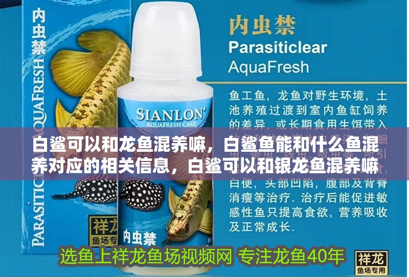 白鯊可以和龍魚混養嘛，白鯊魚能和什么魚混養對應的相關信息，白鯊可以和銀龍魚混養嘛