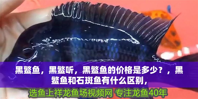 黑鳘魚，黑鳘聽，黑鳘魚的價(jià)格是多少？，黑鳘魚和石斑魚有什么區(qū)別，