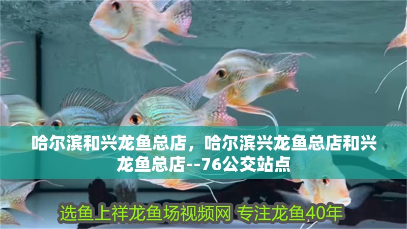 哈爾濱和興龍魚總店，哈爾濱興龍魚總店和興龍魚總店--76公交站點