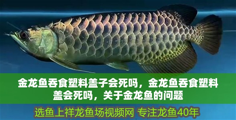 金龍魚吞食塑料蓋子會死嗎，金龍魚吞食塑料蓋會死嗎，關于金龍魚的問題
