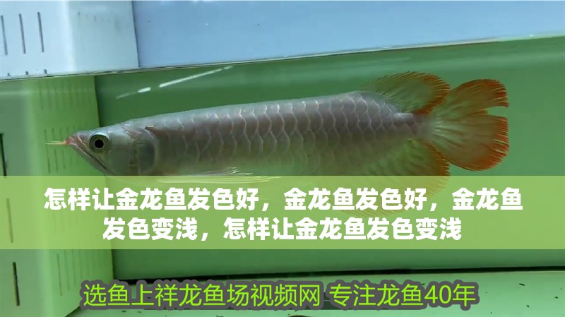 怎樣讓金龍魚發(fā)色好，金龍魚發(fā)色好，金龍魚發(fā)色變淺，怎樣讓金龍魚發(fā)色變淺