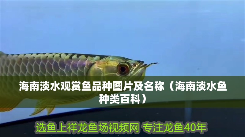 海南淡水觀賞魚品種圖片及名稱（海南淡水魚種類百科）
