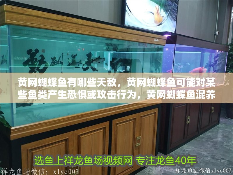 黃網蝴蝶魚有哪些天敵，黃網蝴蝶魚可能對某些魚類產生恐懼或攻擊行為，黃網蝴蝶魚混養