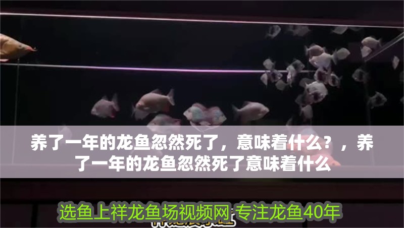 養了一年的龍魚忽然死了，意味著什么？，養了一年的龍魚忽然死了意味著什么