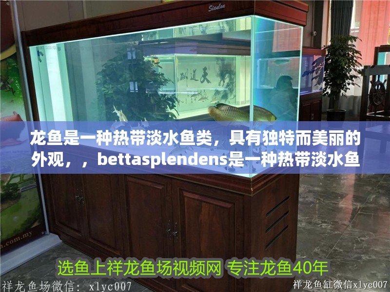 龍魚是一種熱帶淡水魚類，具有獨特而美麗的外觀，，bettasplendens是一種熱帶淡水魚