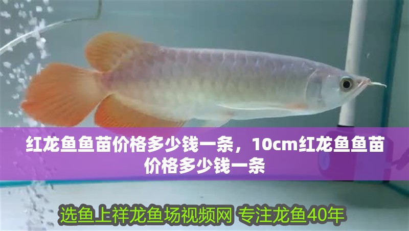 紅龍魚魚苗價格多少錢一條，10cm紅龍魚魚苗價格多少錢一條