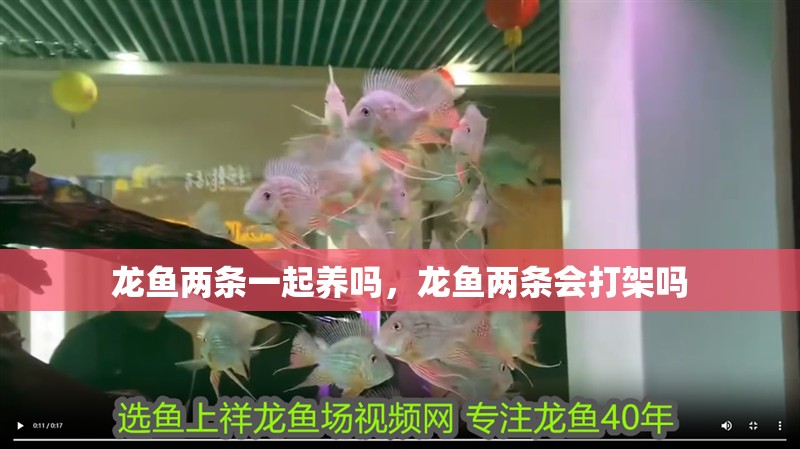 龍魚兩條一起養嗎，龍魚兩條會打架嗎