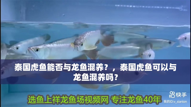 泰國虎魚能否與龍魚混養(yǎng)？，泰國虎魚可以與龍魚混養(yǎng)嗎？
