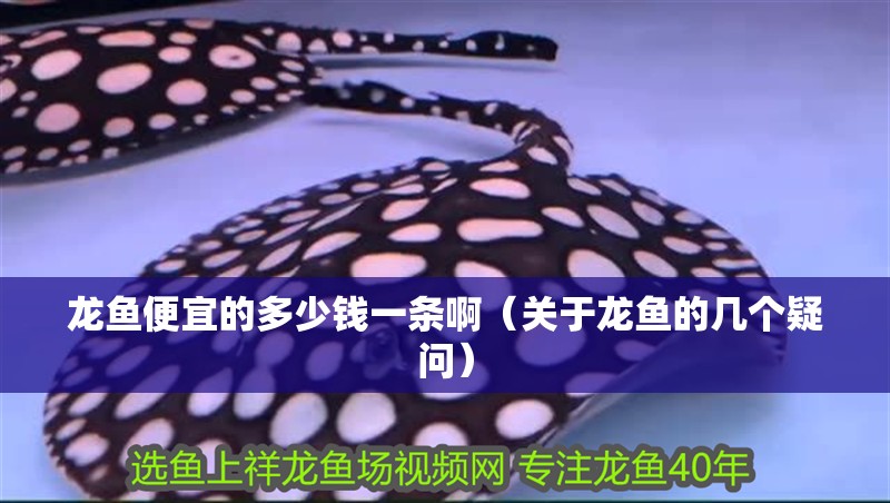 龍魚便宜的多少錢一條啊（關(guān)于龍魚的幾個疑問）