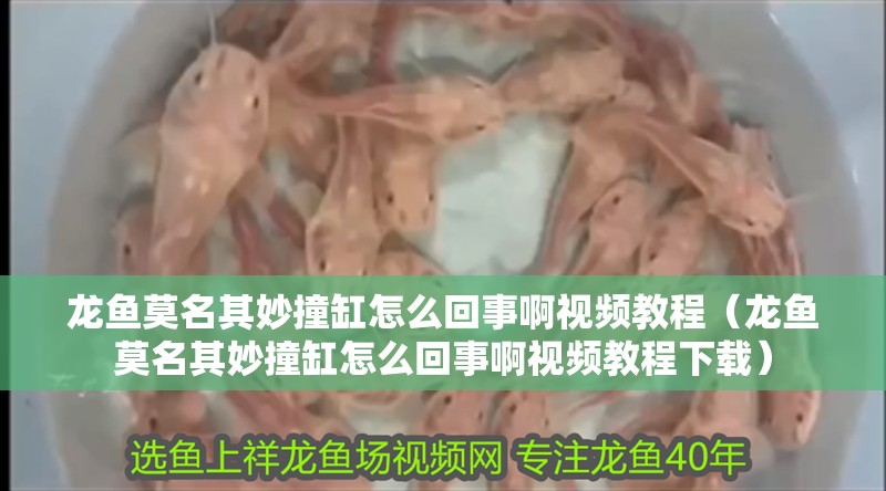 龍魚莫名其妙撞缸怎么回事啊視頻教程（龍魚莫名其妙撞缸怎么回事啊視頻教程下載）