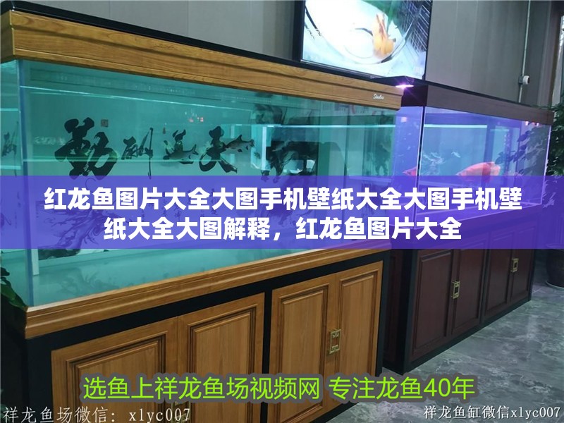 紅龍魚圖片大全大圖手機(jī)壁紙大全大圖手機(jī)壁紙大全大圖解釋，紅龍魚圖片大全