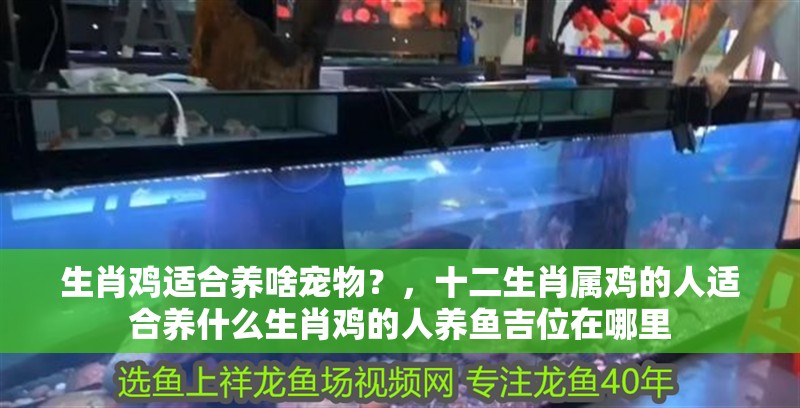 生肖雞適合養啥寵物？，十二生肖屬雞的人適合養什么生肖雞的人養魚吉位在哪里
