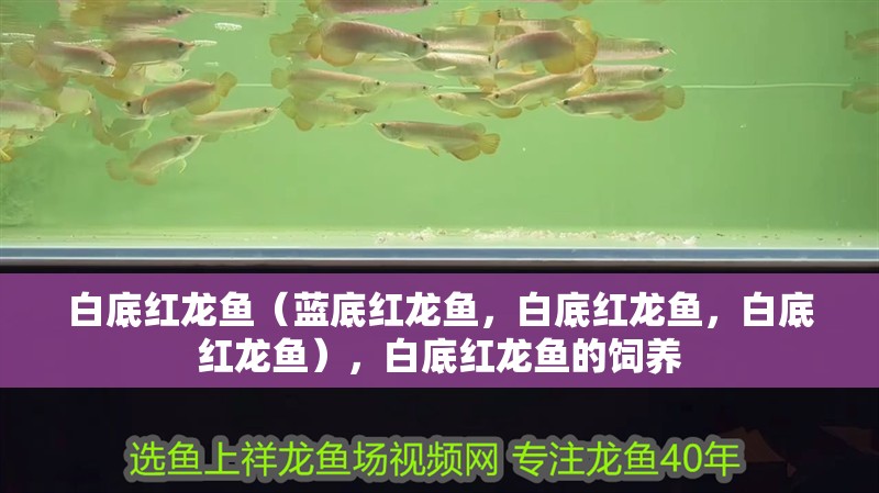 白底紅龍魚（藍(lán)底紅龍魚，白底紅龍魚，白底紅龍魚），白底紅龍魚的飼養(yǎng)