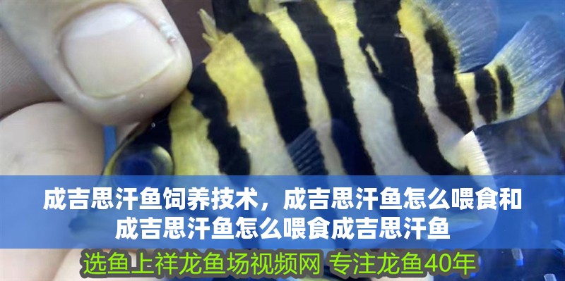 成吉思汗魚飼養技術，成吉思汗魚怎么喂食和成吉思汗魚怎么喂食成吉思汗魚