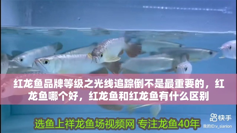 紅龍魚品牌等級(jí)之光線追蹤倒不是最重要的，紅龍魚哪個(gè)好，紅龍魚和紅龍魚有什么區(qū)別