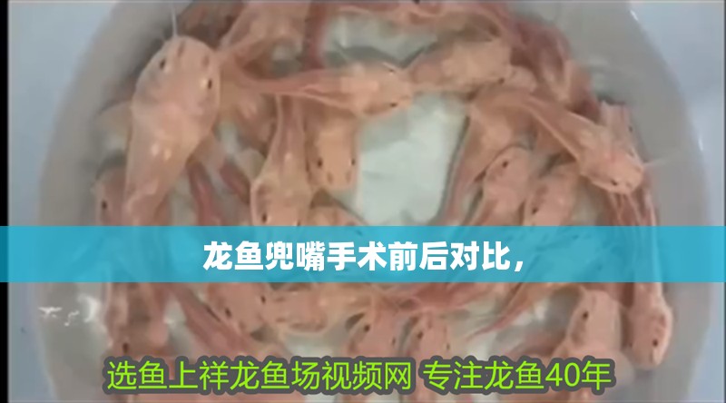 龍魚兜嘴手術前后對比，