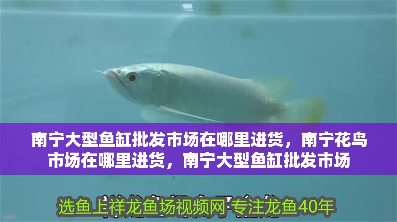 南寧大型魚缸批發(fā)市場在哪里進貨，南寧花鳥市場在哪里進貨，南寧大型魚缸批發(fā)市場