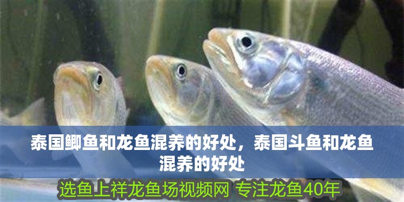泰國鯽魚和龍魚混養的好處，泰國斗魚和龍魚混養的好處