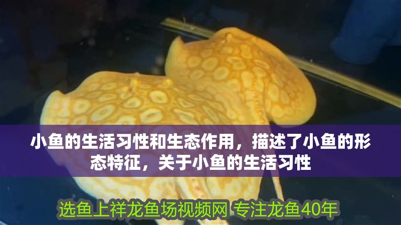 小魚的生活習性和生態作用，描述了小魚的形態特征，關于小魚的生活習性