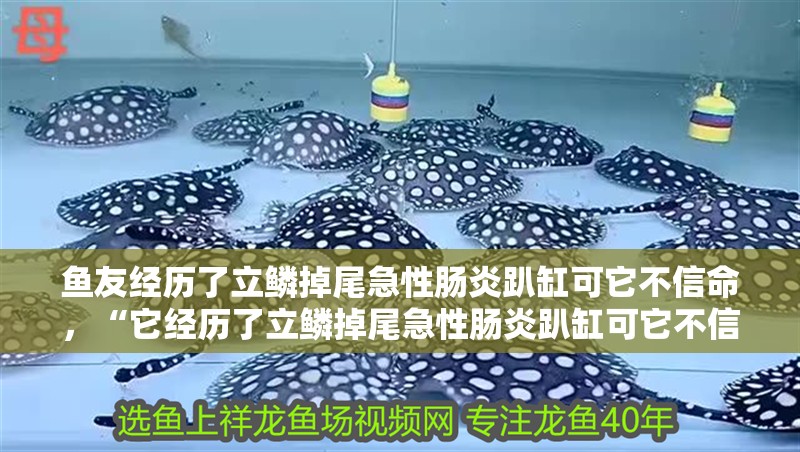 魚友經歷了立鱗掉尾急性腸炎趴缸可它不信命，“它經歷了立鱗掉尾急性腸炎趴缸可它不信命”