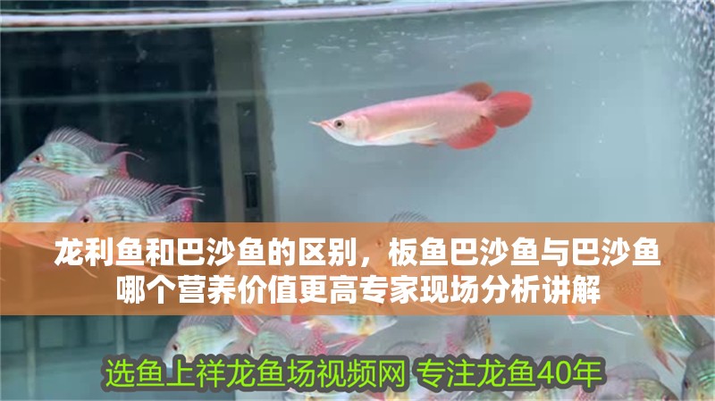 龍利魚和巴沙魚的區別，板魚巴沙魚與巴沙魚哪個營養價值更高專家現場分析講解
