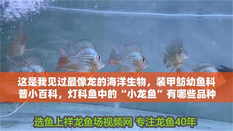 這是我見過最像龍的海洋生物，裝甲魴幼魚科普小百科，燈科魚中的“小龍魚”有哪些品種適合初學者飼養