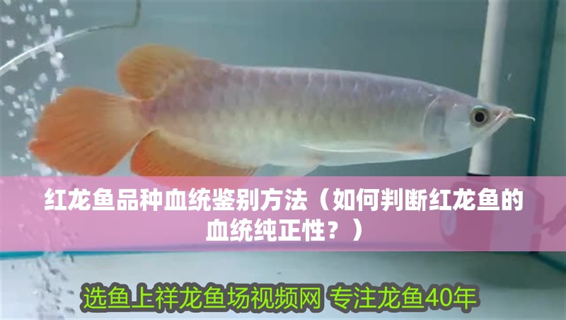 紅龍魚品種血統(tǒng)鑒別方法（如何判斷紅龍魚的血統(tǒng)純正性？）