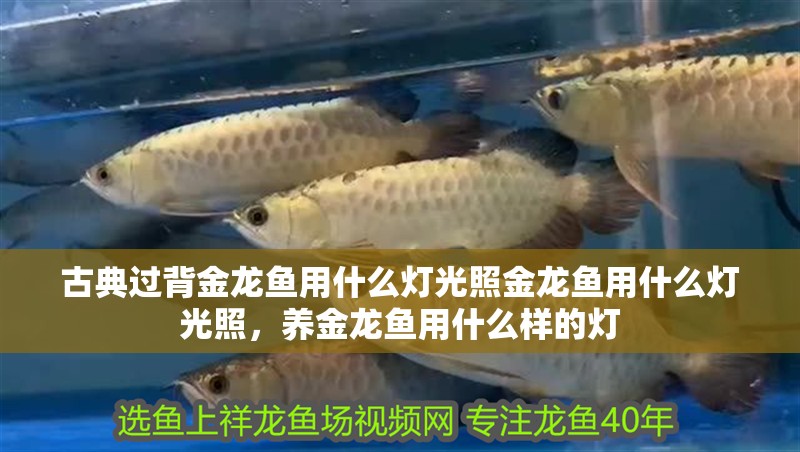 古典過背金龍魚用什么燈光照金龍魚用什么燈光照，養金龍魚用什么樣的燈
