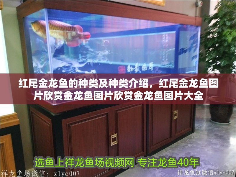紅尾金龍魚的種類及種類介紹，紅尾金龍魚圖片欣賞金龍魚圖片欣賞金龍魚圖片大全