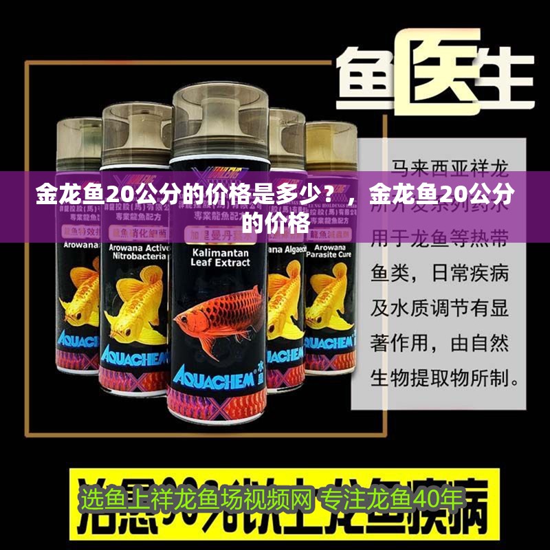 金龍魚20公分的價格是多少?,金龍魚20公分的價格 觀賞魚百科 第2張 金龍魚20公分的價格是多少?,金龍魚20公分的價格 金龍魚20公分的價格是多少?,金龍魚20公分的價格 觀賞魚百科 第2張