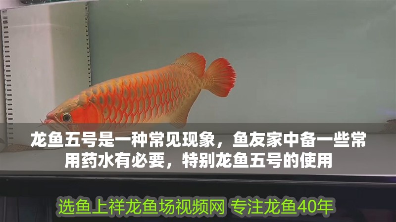 龍魚五號是一種常見現象，魚友家中備一些常用藥水有必要，特別龍魚五號的使用