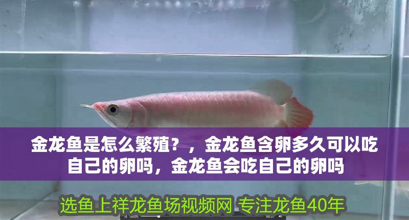 金龍魚是怎么繁殖？，金龍魚含卵多久可以吃自己的卵嗎，金龍魚會吃自己的卵嗎