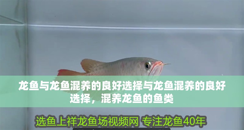 龍魚與龍魚混養的良好選擇與龍魚混養的良好選擇，混養龍魚的魚類