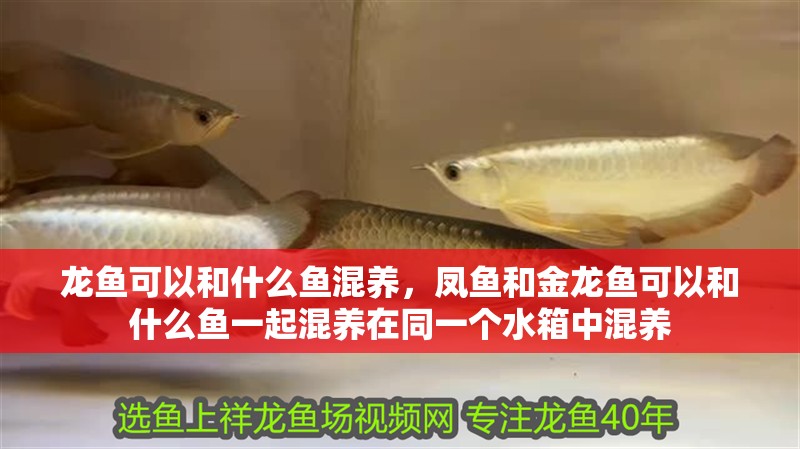 龍魚可以和什么魚混養(yǎng)，鳳魚和金龍魚可以和什么魚一起混養(yǎng)在同一個(gè)水箱中混養(yǎng)