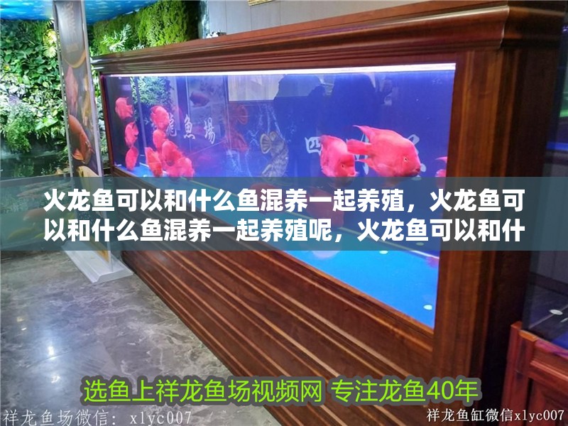 火龍魚可以和什么魚混養一起養殖，火龍魚可以和什么魚混養一起養殖呢，火龍魚可以和什么魚混養一起養殖